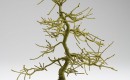 Bonsai, Bound II' 'Bonsai, Bound II'