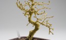'Bonsai I' 'Bonsai I'