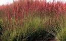 Molinia moorhexe