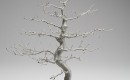 Bonsai, Bound III Bonsai, Bound III