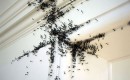 Swarm Swarm