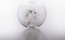 'Wishball' 'Wishball'