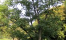 Chinese Cork Tree Chinese Cork Tree
