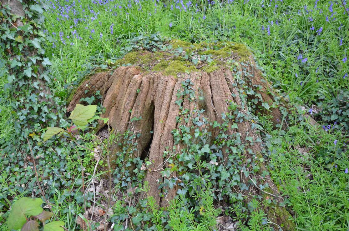 Stump close up